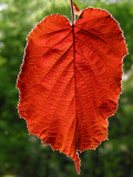 Light through red leaf