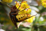 European hornet - Vespa crabro
