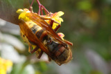 Top view of the hornet