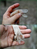 3 30 08 shedding snake skin they shed their eyeball covering.