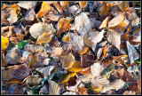 Frosty Leaves outside Ashbridge Park
