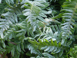 Frosty Ferns