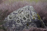 Im Lichen this Rock