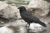 Crow in Puddle