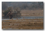 Ducks Unlimited