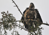 Juvenile Eagle ruffling his feathers