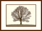 Lone Garry Oak