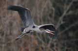 Blue Heron circling to land
