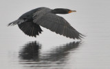 Cormorant Skims the Water