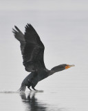 Cormorant on Take-off