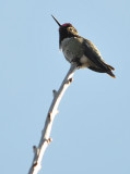 Annas Hummingbird on a tall perch