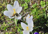 Hey, the Pollen is always better on the other flower.