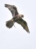 Coopers Hawk in flight
