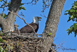 Our First Eaglet