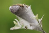 Closeup Caterpillar Moth Coccoon.jpg - HE