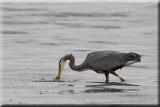 Great Blue Heron Feeding