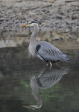 Blue Heron reflected in profile