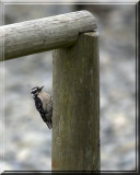 Female Downy Woodpecker
