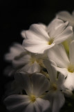 17 Aug... White