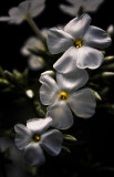 20 Aug... White petals