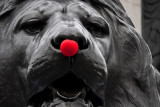 Red nose lion 2