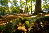 Sweet chestnut 2