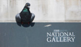 Gallery pigeon
