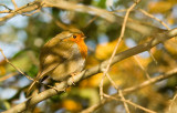 Robin redbreast