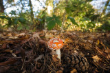 Fly agaric 2