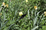 A day at the Arboretum