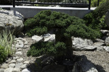 A day at the Arboretum