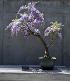 A day at the Arboretum