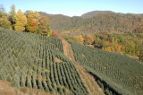Christmas Tree Farm on Whitakers Branch Ridge