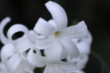 DSC_0019.jpg