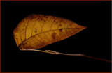DSC_7645.42.jpg