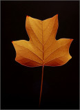 DSC_8293.2sm.jpg