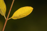 DSC_8537sm.jpg