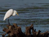 wWhite Egret9 P8214491.jpg