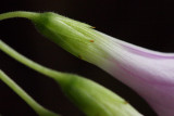 wThree IMG_5688.jpg