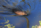 Muskrat1 IMG_5920.jpg