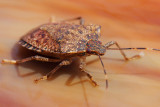 Stinkbug on Stained Glass1 IMG_5963.jpg