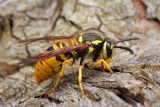 Yellow Jacket1 IMG_6100.jpg