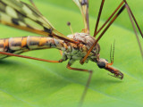 Cranefly1 IMG_6642.jpg