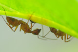 Ants IMG_7115.jpg