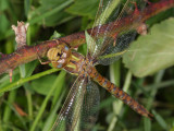 Dragonfly Flash IMG_7214.jpg