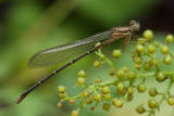 Damselfly 4 IMG_9049 wk1.jpg