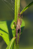 Nursery Spider 1 IMG_9354 wk1.jpg