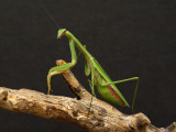 wMantid 4409.jpg