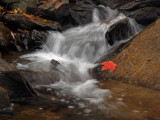 wThe Red Leaf2.jpg