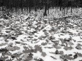 wLeaves on Snow1 PC077492.jpg